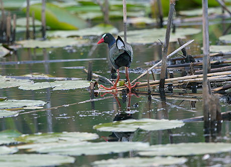 Allen's Gallinule female